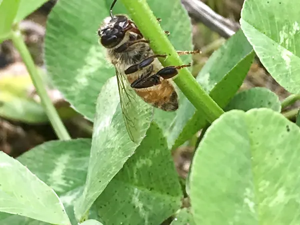 緑肥の葉にとまるミツバチ